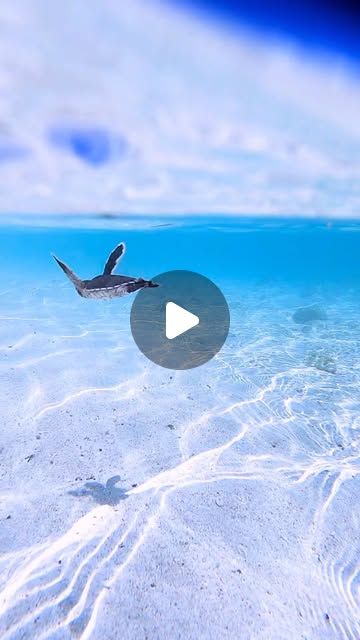 yo7_deb's tweet card. Mitchell Pettigrew (@mitchellpettigrew) • Instagram reel