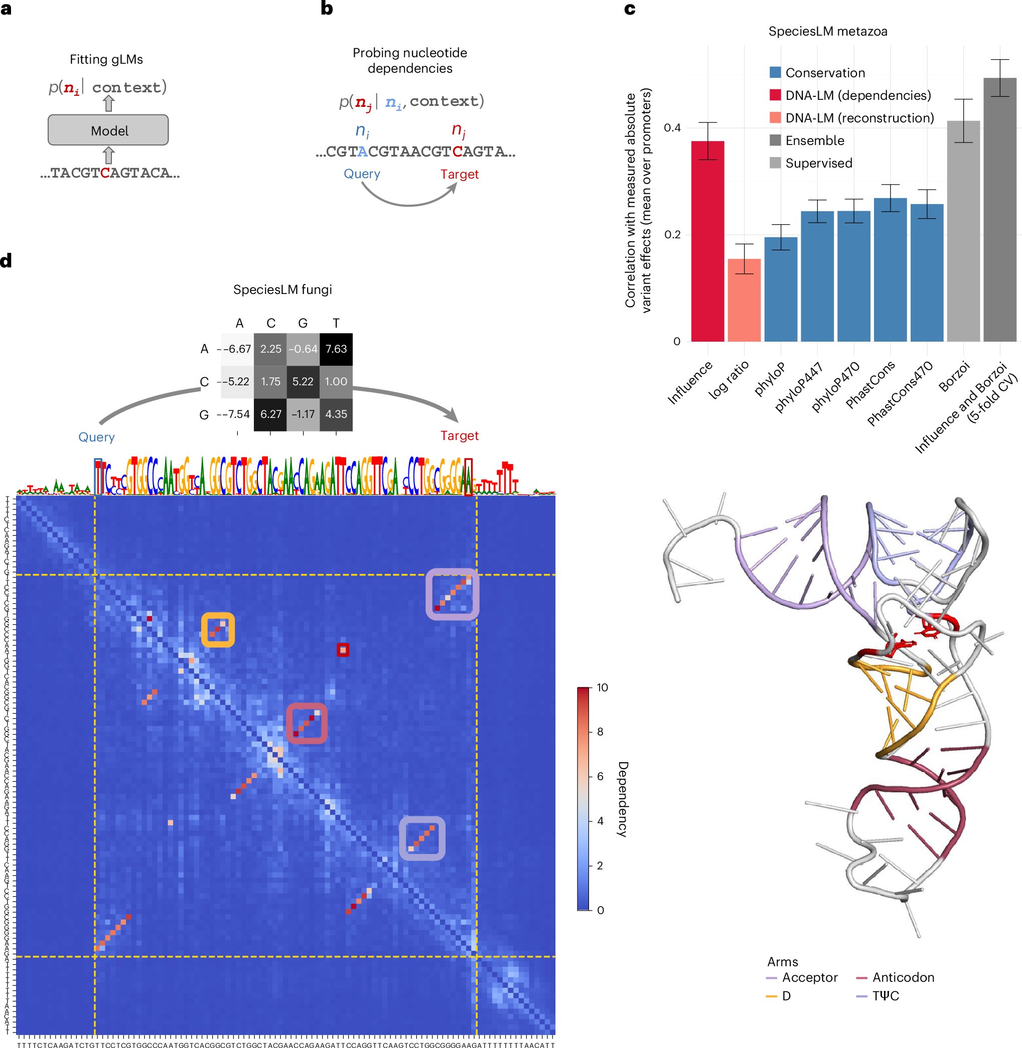 incaRNAtolab's tweet card. Nature Genetics - Mapping pairwise nucleotide dependencies by leveraging genomic language models highlights functional genomic elements and predicts deleterious genetic variants more effectively...
