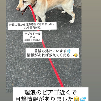 inu_maigo's tweet card. 🐶名前：きなこ（呼べば反応します） 🐶犬種：ラブラドール・レトリバー（メス） 🐶毛色：薄いクリーム色 🐶特徴：首輪外れてます／瑞浪のピアゴ近くで目撃情報あり 🐶年齢：シニア（13歳くらい）