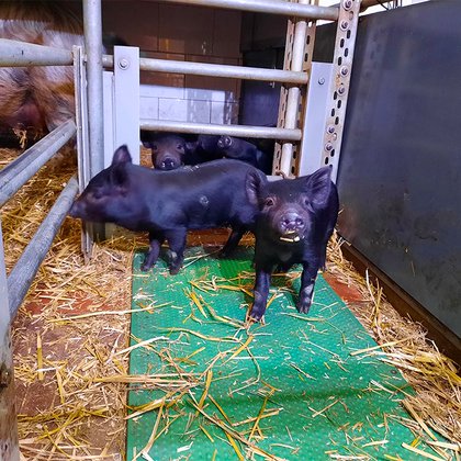 Tweet card summary image