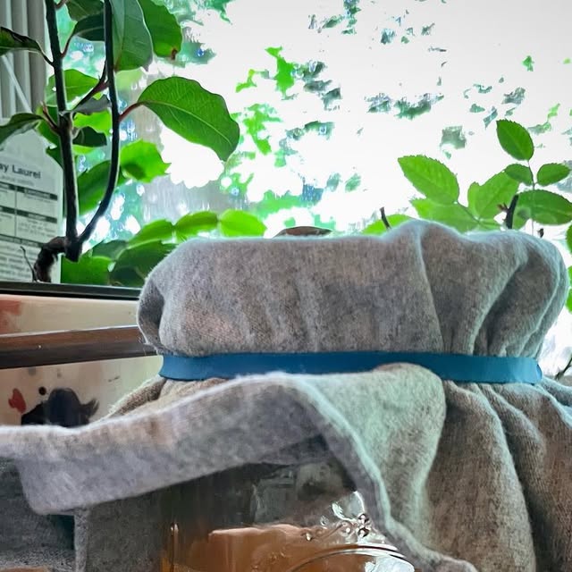 Catnipkombucha's tweet card. Jaz (@catnip_and_kombucha) • Instagram photo