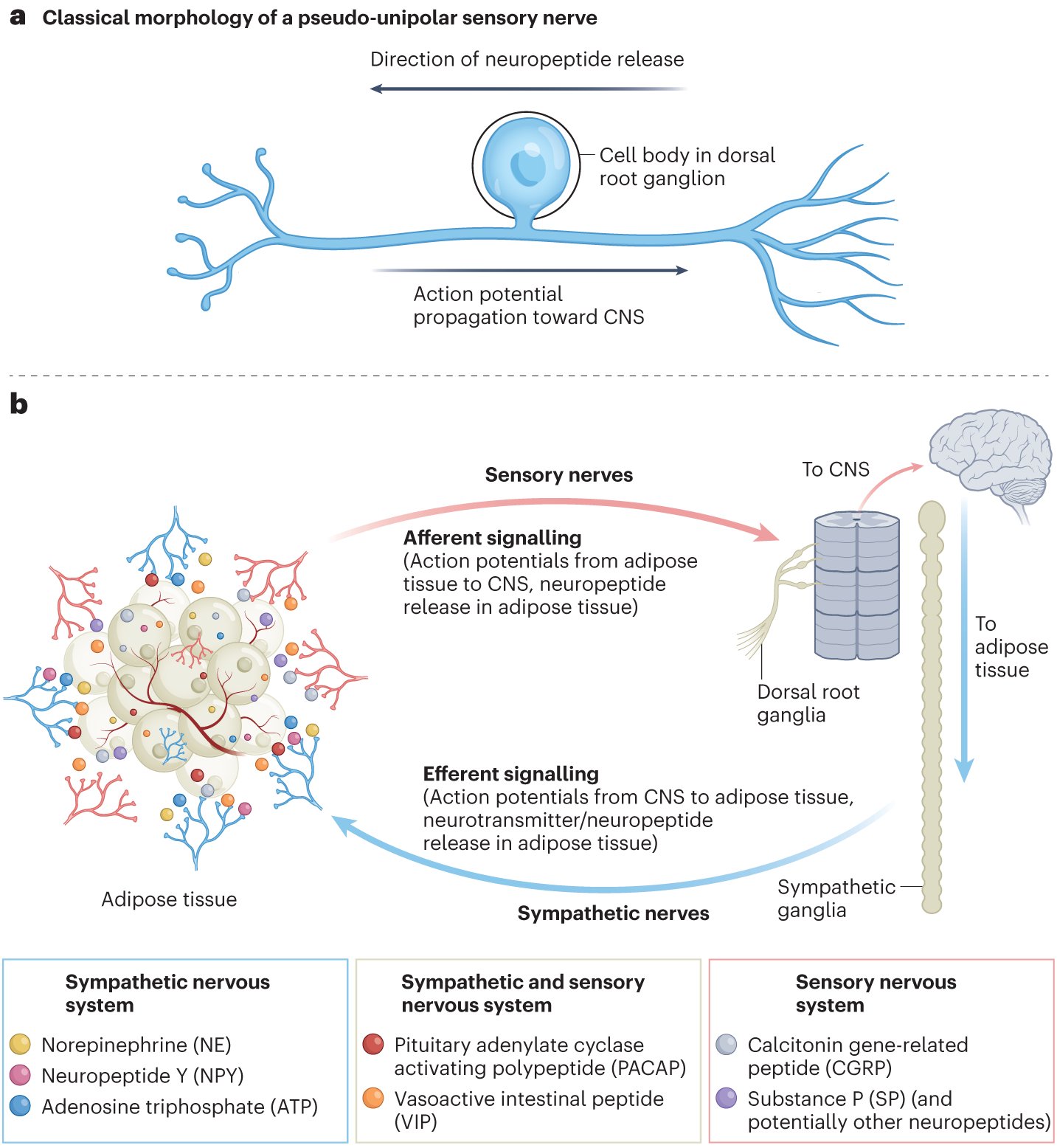 neuroadipo's tweet card. Nature Metabolism - Mishra and Townsend present an overview of the regulation, function and plasticity of adipose tissue sensory nerves that are relevant for metabolic processes in health and disease.