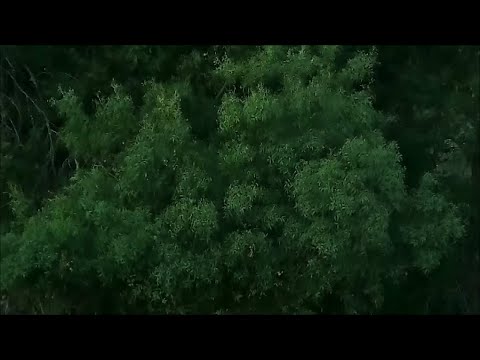 X_explorer's tweet card. Relax - Trees and grove swaying with wind in the late afternoon in...