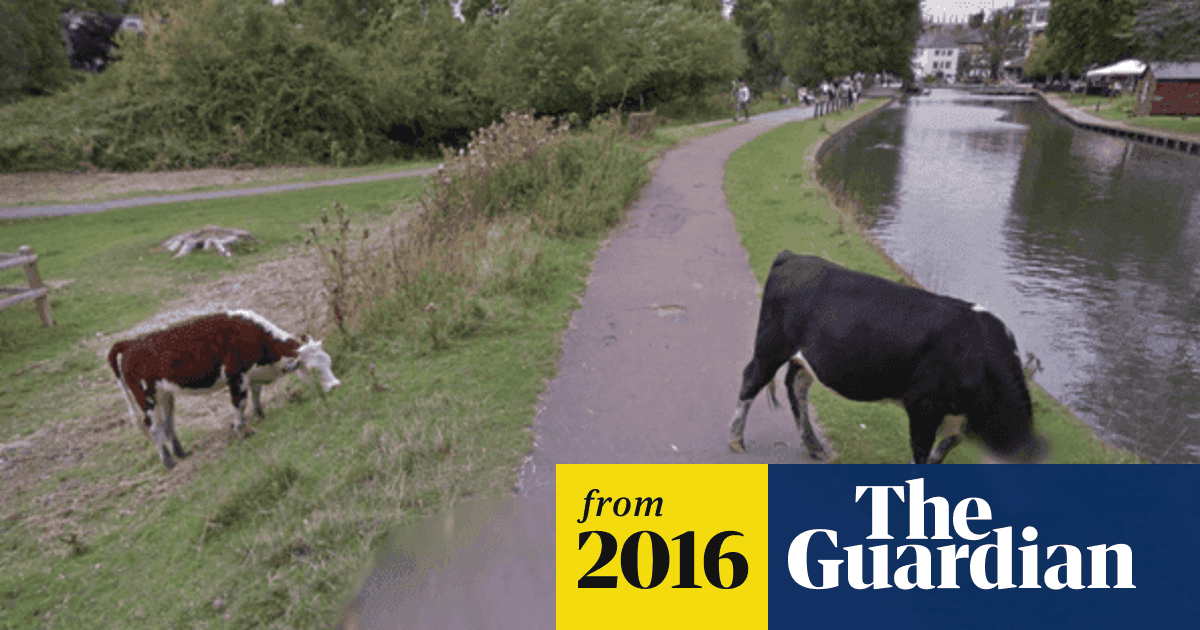 myPalmTech's tweet card. Google admitted their software had been ‘overzealous’, but didn’t begrudge cow for milking its newfound fame