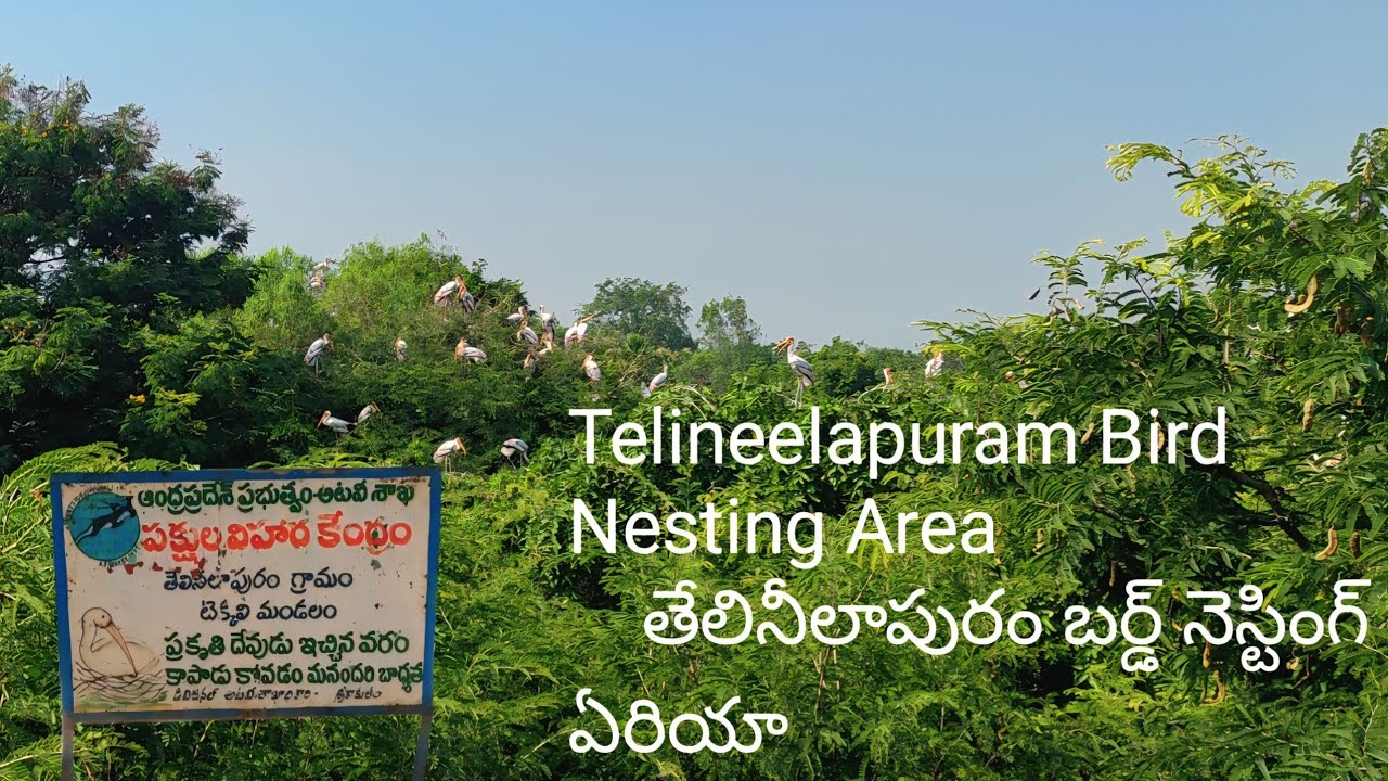 hitsurjith's tweet card. Telineelapuram Bird Nesting Area journey #Telineelapuram #Bird...