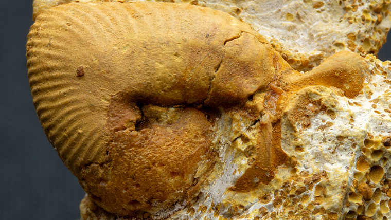 fossiltenchou's tweet card. フランス産、ジュラ紀のアンモナイト、オエコプティキウスの化石です。オエコプティキウスは雄と考えられています。