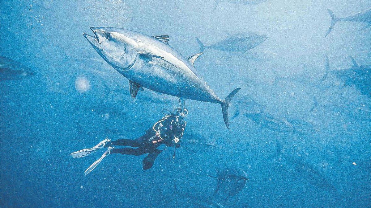 nauticparc's tweet card. El objetivo es internacionalizar la oferta, desestacionalizar la temporada y convertir la Costa Daurada y las Terres de l’Ebre en un destino especializado