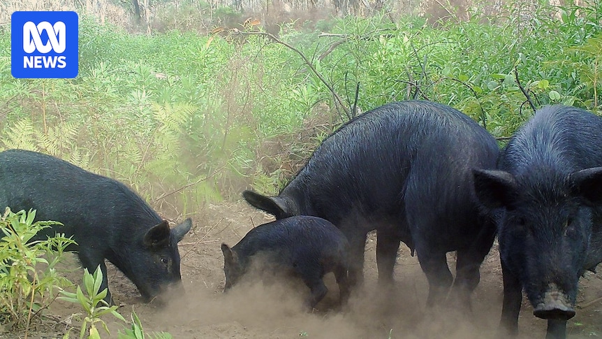 matt_w_rees's tweet card. Authorities have killed more than 80 feral pigs in 18 months on SA's Limestone Coast, with authorities saying they were let go by the public. 