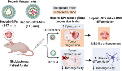 RvigneshK's tweet card. This study presents heparin-derived nanoparticles (HP-NPs) as a novel precision medicine platform that combines therapeutic and delivery functions. HP-NPs target drug-resistant glioblastoma stem...