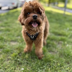 Tweet card summary image