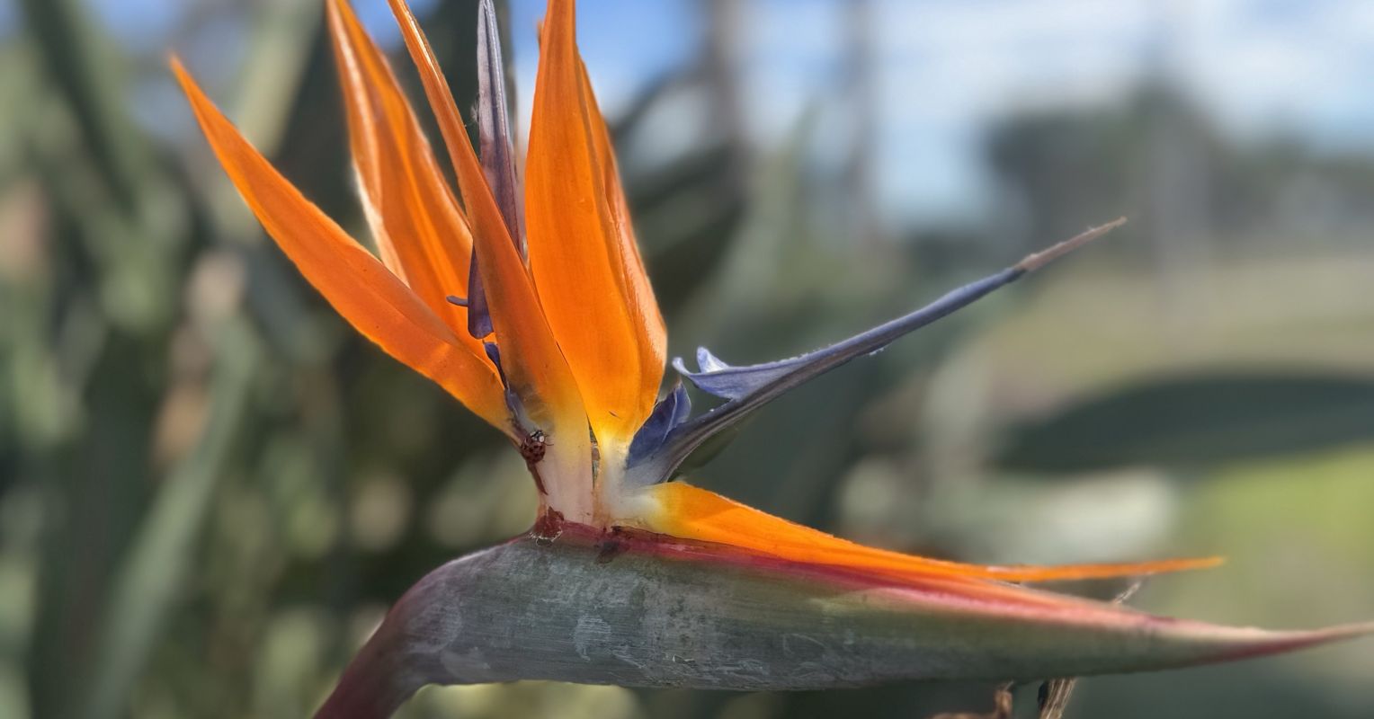 PsychToday's tweet card. When it seems the world is spinning into chaos, use some or all of these ways to center yourself and calm your body, heart, and mind.