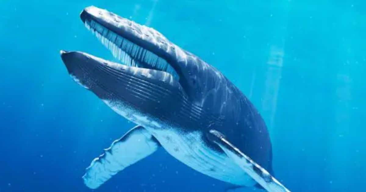 developmentKE's tweet card. Iceland's government has declined to ban whaling, putting it at odds with advocates and public opinion.