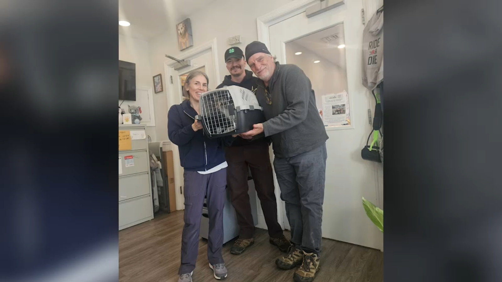 AVMAvets's tweet card. Now, a decade later, the now-full grown cat came strutting back into their lives.