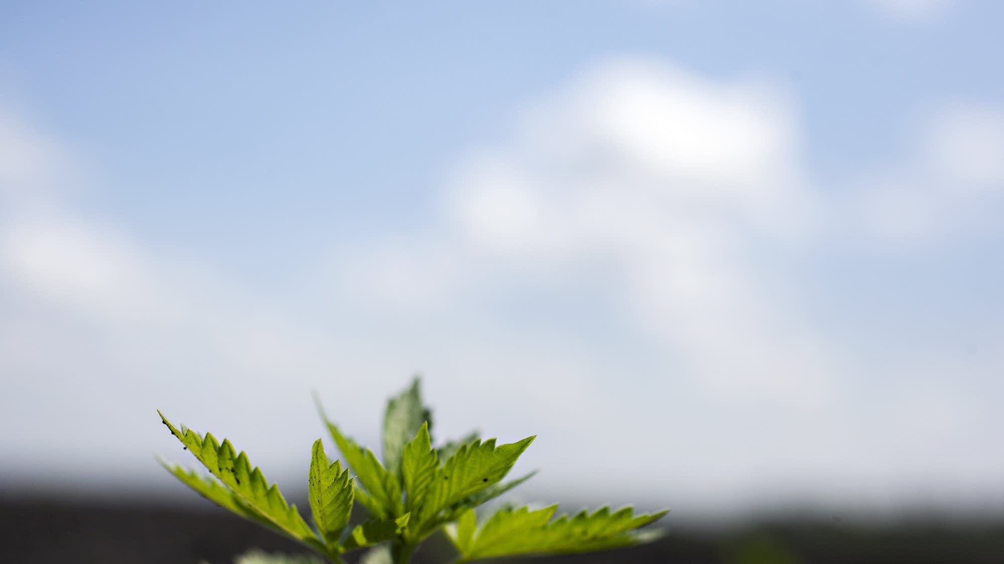 NativeUnity's tweet card. The state of Minnesota and White Earth Nation have finalized a cannabis compact, laying out an agreement for tribally run dispensaries outside tribal lands.