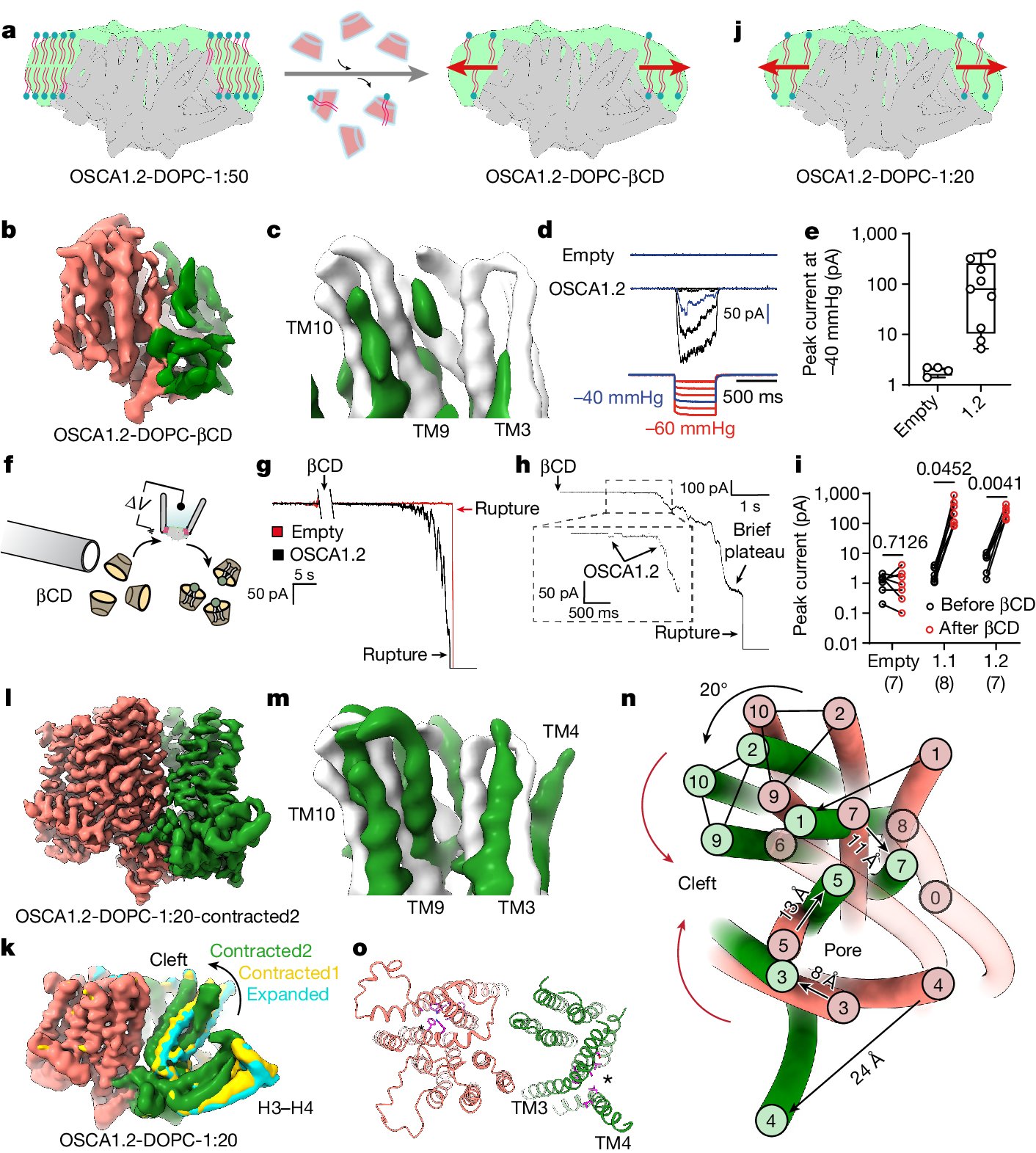 Charles_D_Cox's tweet card. Nature - The molecular basis of OSCA/TMEM63 channel mechanosensitivity was investigated by determining 44 cryogenic electron microscopy structures of channels in different environments, expanding...