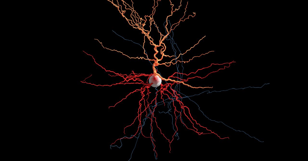 WIRED's tweet card. Researchers are keeping little bits of brain tissue on life support long enough to dye, sequence, zap, and map out individual neurons in 3-D.