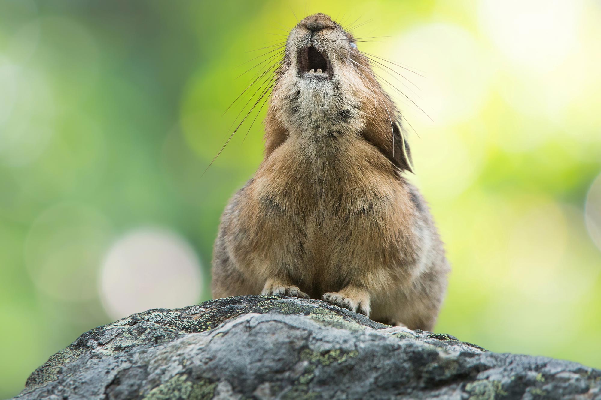 SciTechDaily1's tweet card. New research suggests juvenile American pikas are becoming scarce in parts of the Colorado Rockies.
