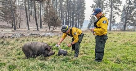 ashleyjoannou's tweet card. Nourished by a helicopter airdrop of granola bars, Poomba the pig has survived the wildfire devastation that surrounds her on what remains of the Broken Rail Ranch in West Kelowna.