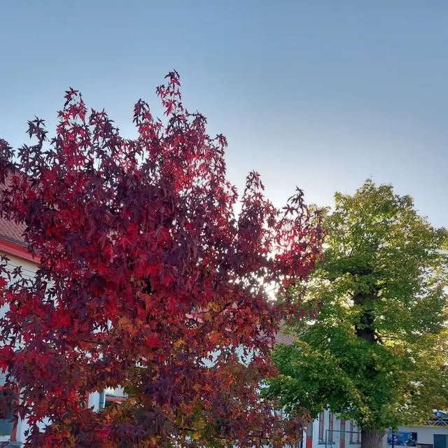 deganzenveer's tweet card. De Ganzenveer (@deganzenveer) • Instagram photo