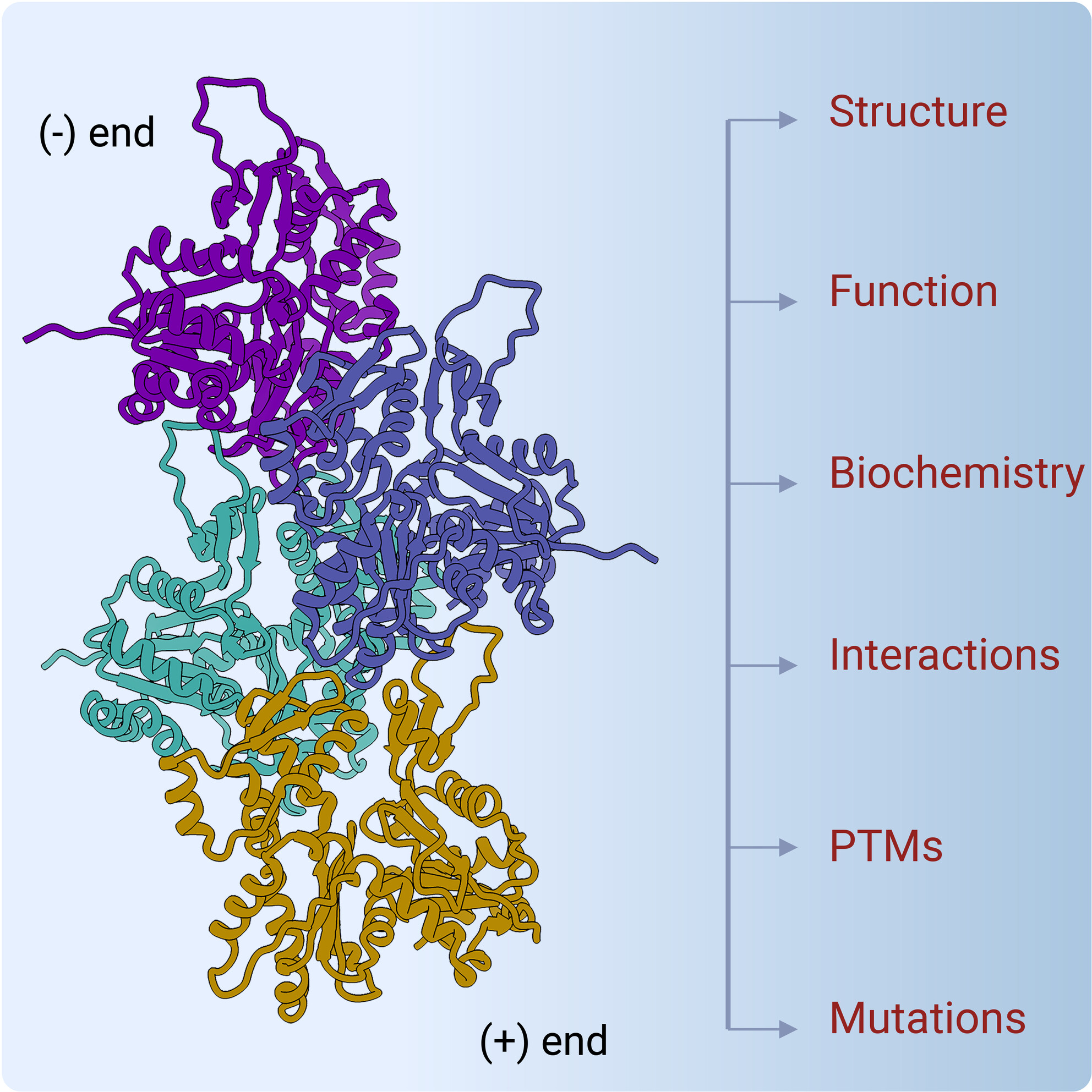 myosinactncrazy's tweet card. Actin isoforms are abundant cytoskeletal proteins that exhibit high structural and functional conservation yet have different cellular roles. This review discusses the structural and functional...