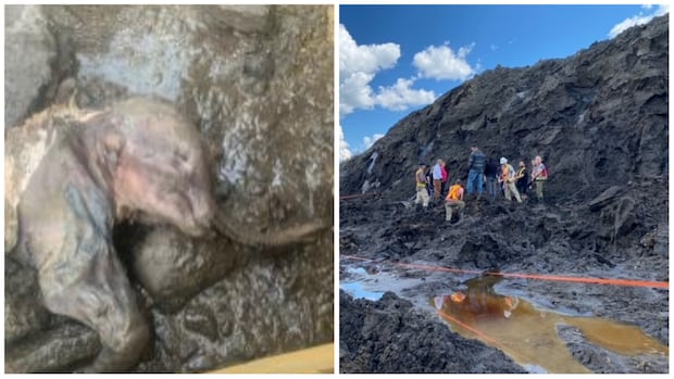 TechLPSD's tweet card. The Yukon government's paleontologist is calling a frozen baby woolly mammoth found this week near Dawson City the 'most important discovery in paleontology in North America.'