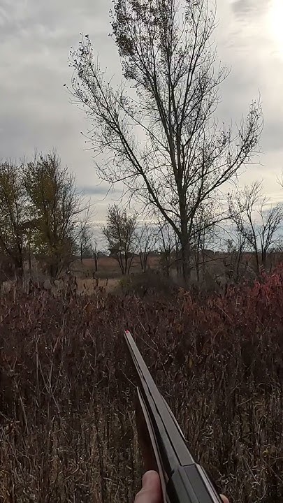 theanalyzer234's tweet card. We find a covey! So thick you can’t see the dog #quail #birdhunting...