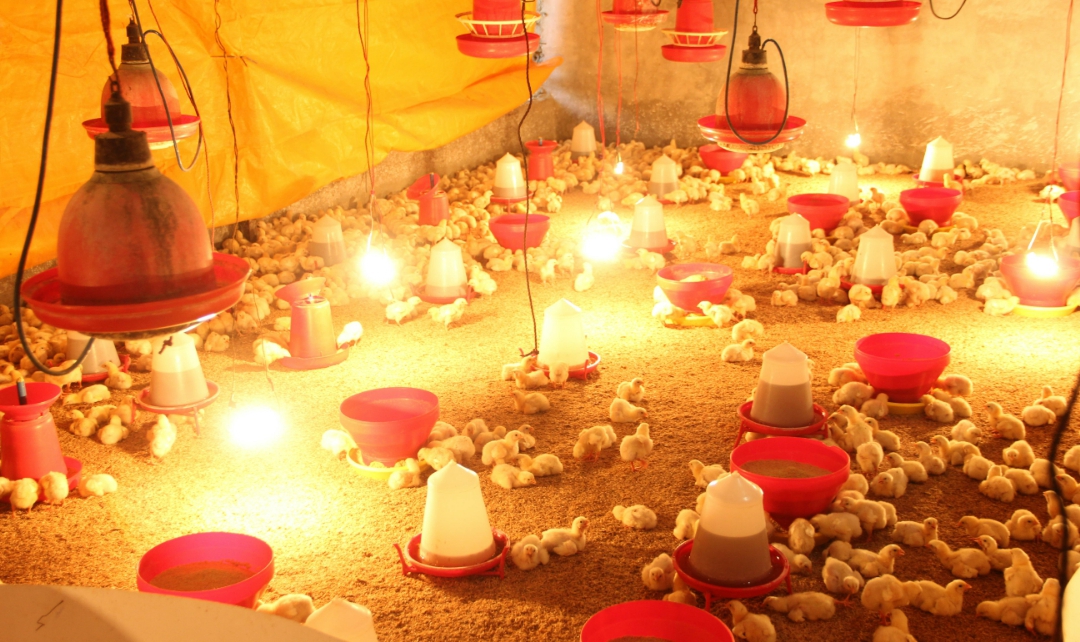 LayersSecret's tweet card. Learn the 8 brooding principles every poultry farmer must know. Reduce chick mortality, improve growth, and master brooding chicks the smart way.