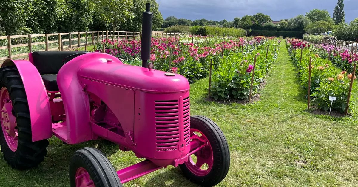 1ZoeChamberlain's tweet card. Pick-your-own dahlias, enjoy picnics and take pictures in this new experience