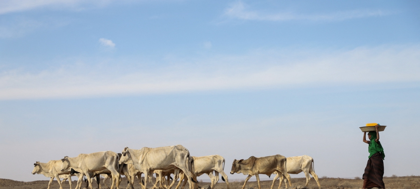 RichardMunang's tweet card. As Riziki Bwanake walks along the Tana River Delta, the dry, dusty earth crunches beneath her feet. This part of eastern Kenya was once lush, home to a rich expanse of mangroves and an abundance of...