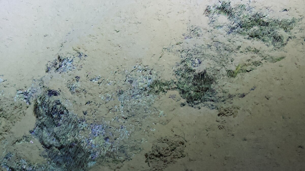 huckinstitutes's tweet card. During the 2012 DEEPSEA CHALLENGE expedition to the deepest part of the ocean, scientists spotted fuzzy mats that may be communities of bacteria clinging to the rocks.