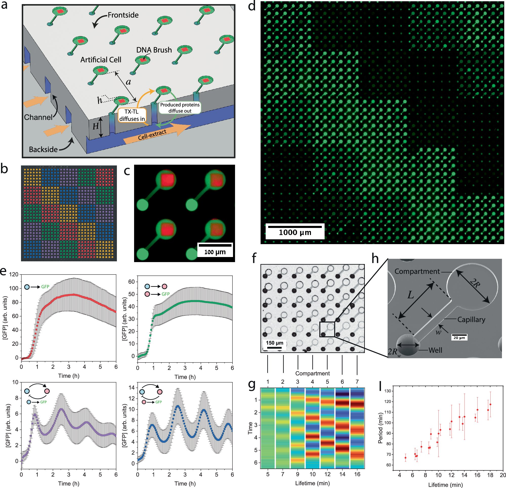 jricou's tweet card. Nature Communications - Large-scale-integration of artificial cells on a chip can reveal emergent multicellular phenomena. Here, authors report 2D coupled lattices of artificial cells programmed by...