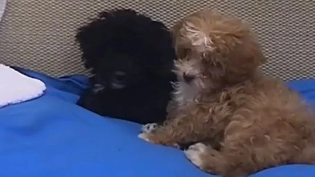 CALABROMIRIAM's tweet card. CARAMELO VUELVA JUNTO A MORITA Y SE ADOPTEN JUNTOS.