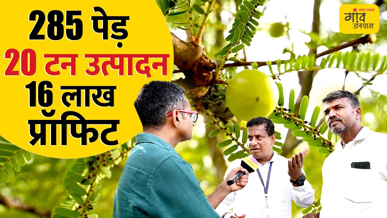 gaonjunctionofc's tweet card. प्रोसेसिंग से बदली किस्मत! 1 हेक्टेयर में 20 टन पैदावार, ₹16 लाख कमाई...