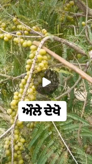 modernkheti's tweet card. Modern Kheti (@modernkheti) • Instagram reel