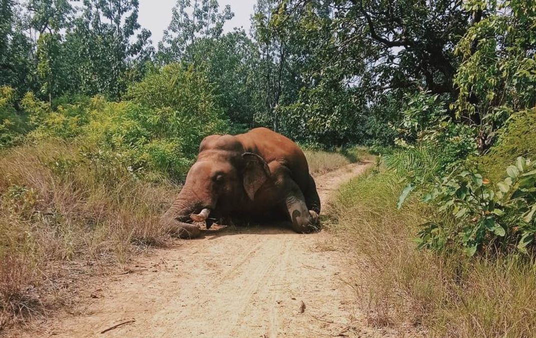 sambad_odisha's tweet card. elephant dies at daruthenga bhuasuni
