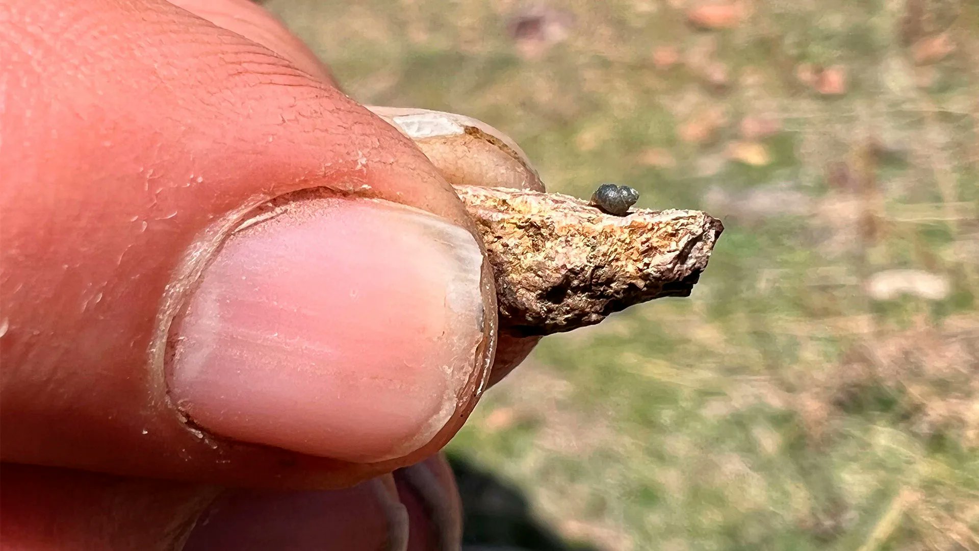 _DailyDoseMedia's tweet card. A lithium mine under construction in Nevada could cause a drop in groundwater levels leading to the extinction of a snail species.