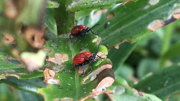 bugpath's tweet card. The red beetle is a plague to growers of lilies and fritillaria, as the non-native beetle munches on the plants for sustenance. 