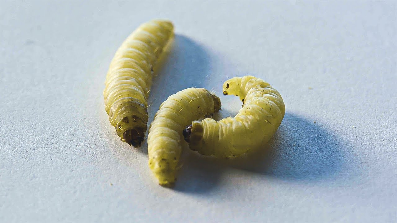 JonJonAnimation's tweet card. Meet The Plastic-Eating Worms | Planet Fix | BBC Earth Science