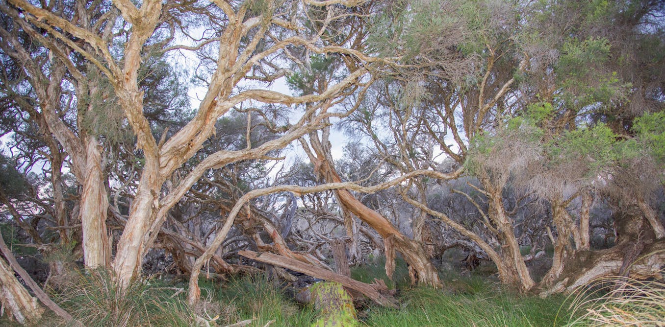 Luke_Jeffrey's tweet card. Scientists are learning trees can emit methane, which could be a big problem for global warming. But a world-first discovery of methane-eating bacteria in paperbark can help moderate this.
