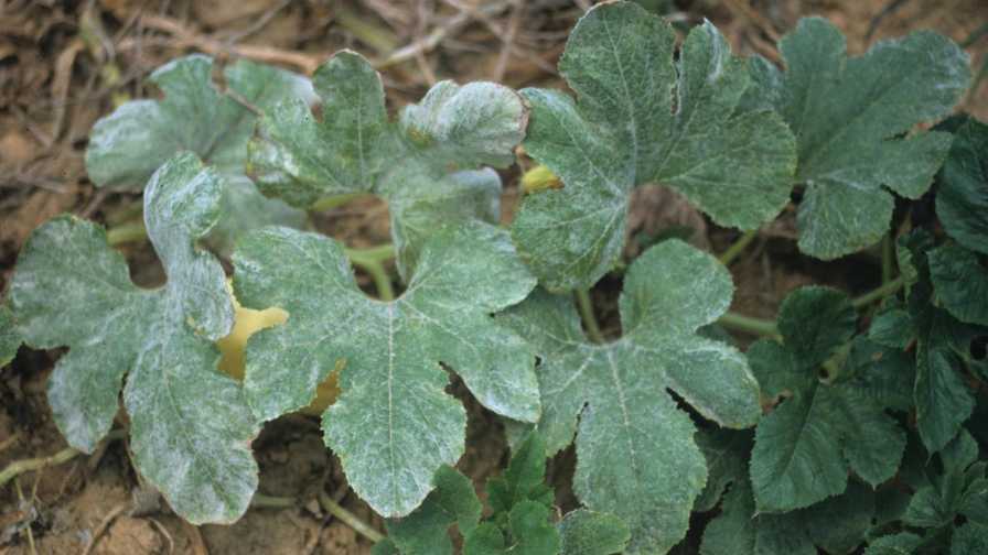 libby_indermaur's tweet card. Learn more about a trio of studies exploring various production practices of squash plantings.