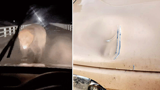 ds1apf6317's tweet card. 최근 일본 곳곳에서 곰의 습격으로 인명 피해가 속출하고 있으며 일본 정부는 자위대와 경찰 기동대를 파견하는 등 퇴치에 힘쓰고 있다. 운전자는 곰과 충돌하지 않으려 후진했으나 곰은 입을 벌린 채 차량 보닛을 덮쳤다. 일본에서는 최근 홋카이도뿐 아니라 곳곳에서 곰 습격으로 인한 인명 피해가 잇따르고 있다.