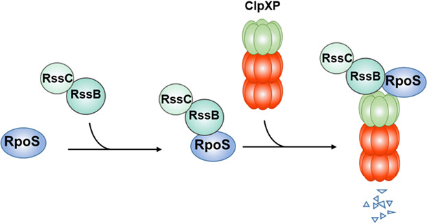 EldaEspin's tweet card. In bacteria belonging to the Pseudomonadaceae family, such as Azotobacter vinelandii and Pseudomonas aeruginosa, the regulation of proteolysis of the alternative sigma factor RpoS remains poorly...