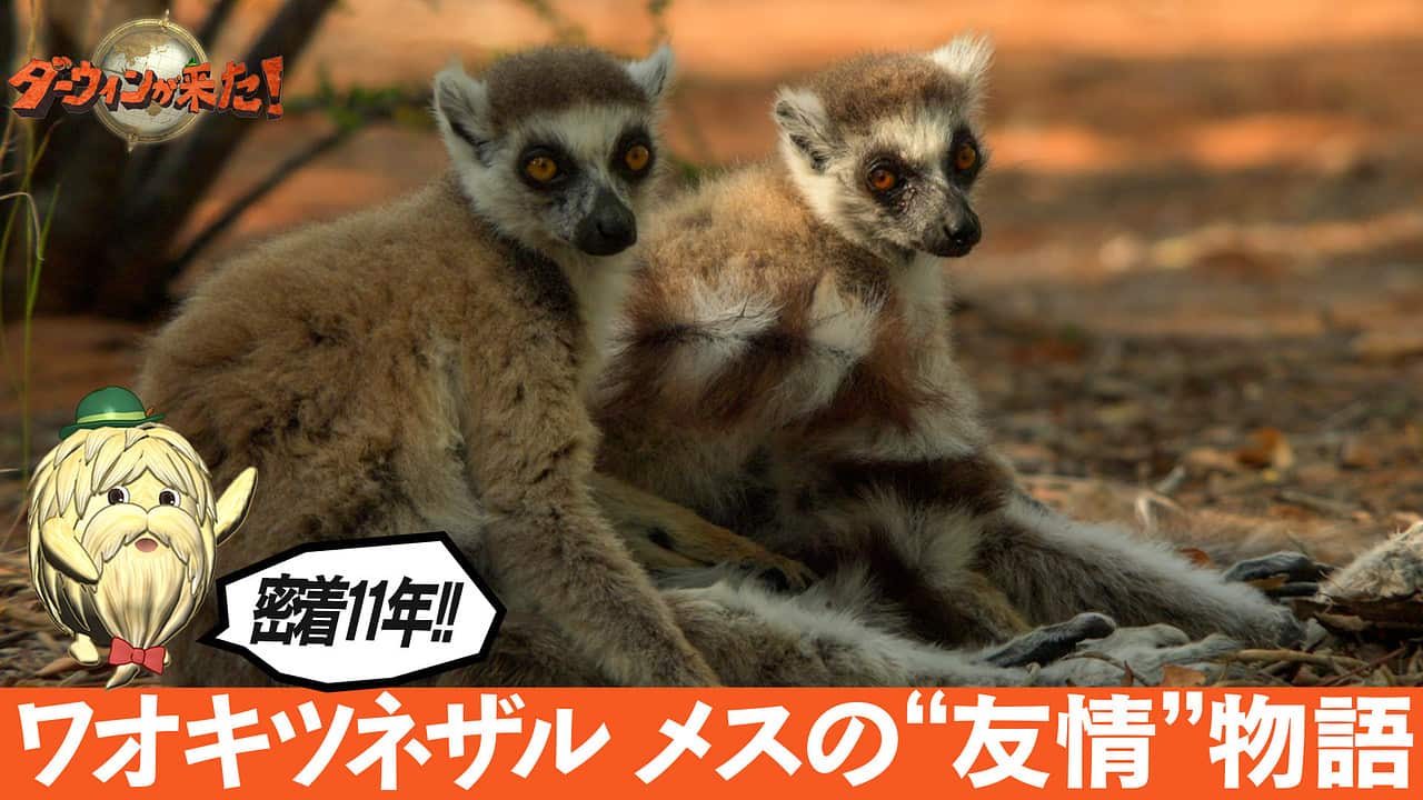 nhk_darwin's tweet card. 【NHK】アフリカ・マダガスカルの乾燥地に番組が１１年前から追ってきた２匹のメスのワオキツネザルがいる。アリコとローラと名づけられたこのメスたち、血縁がないにも関わらず互いに助け合って生きてきた。今回改めて密着すると見えて来たのは２匹の変わらぬ絆だ。高齢で出産し母乳が出ないピンチに陥ったアリコを支えるローラ。一方でアリコはローラの赤ちゃんを狙う天敵を、危険を冒して追い払う。奇跡のような「友情...