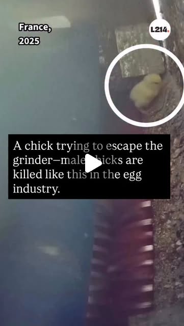 RavenTW's tweet card. Animal Rights Activist 🕊 (@vegout_withme_) • Instagram reel