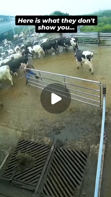 RavenTW's tweet card. Trish Raven (@raventw) • Instagram reel