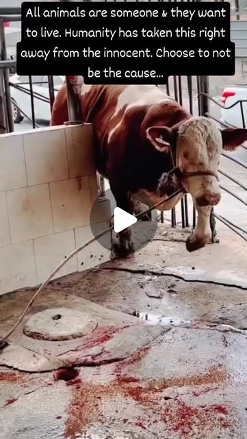 RavenTW's tweet card. Trish Raven (@raventw) • Instagram reel