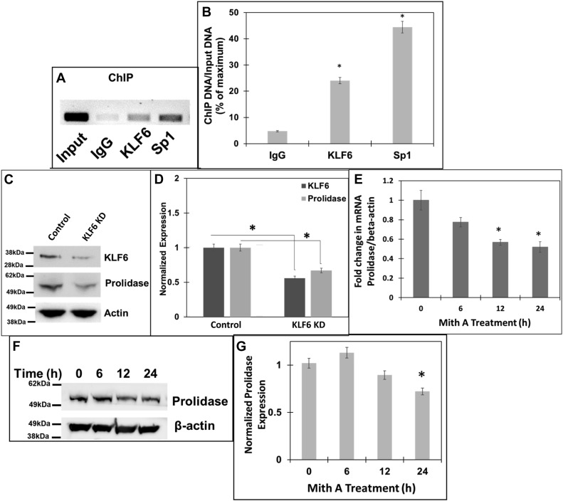cdas73's tweet card. Prolidase (PEPD) is the only hydrolase that cleaves the dipeptides containing C-terminal proline or hydroxyproline-the rate-limiting step in collagen biosynthesis. However, the molecular regulation...