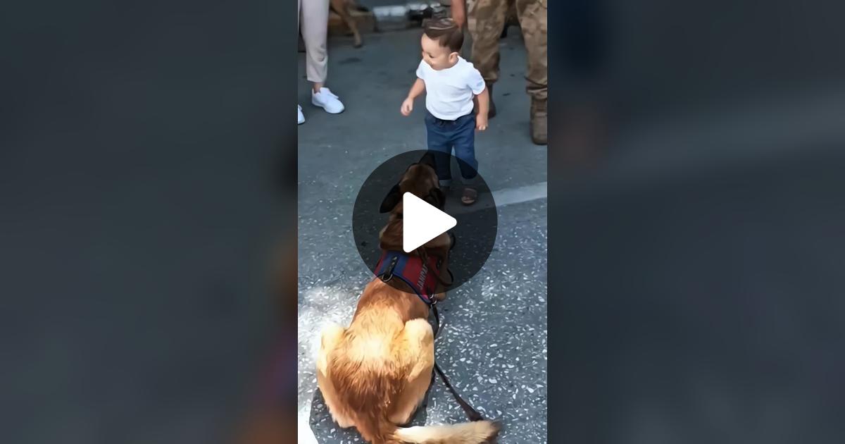 calln4me's tweet card. 834 likes, 85 comments. “#usa🇱🇷 #k9trainer #dog🐕🐕 #dogsofinstagram #trending ”