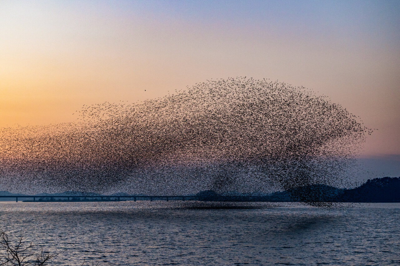 physorg_com's tweet card. Researchers at Seoul National University and Kyung Hee University report a framework to control collective motions, such as ring, clumps, mill, flock, by training a physics-informed AI to learn the...