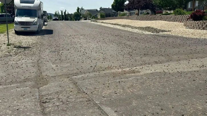 haberEsha's tweet card. ABD'nin Utah eyaletinde mormon cırcır böceği istilası hayatı olumsuz etkiledi. Halk bu durumu 'kıyametin habercisi' olarak tanımlamaya başladı.